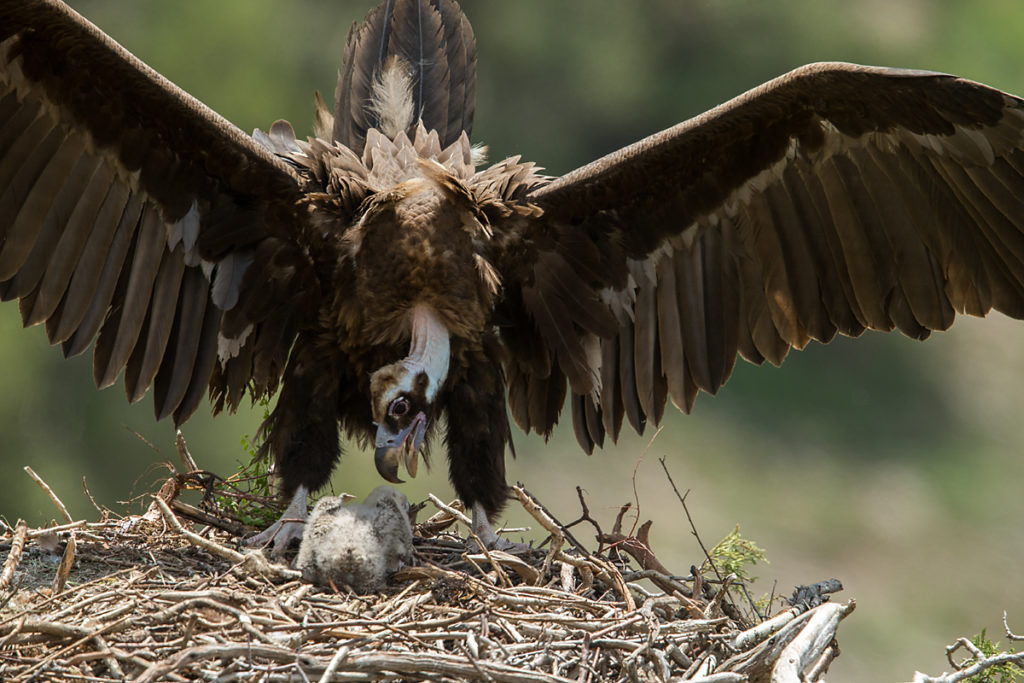 Mönchsgeier, Aegypius monachus, Black Vulture, greifvögel; Accipitriformes; raptors; geier; vögel; birds; vulture, nest, altvogel