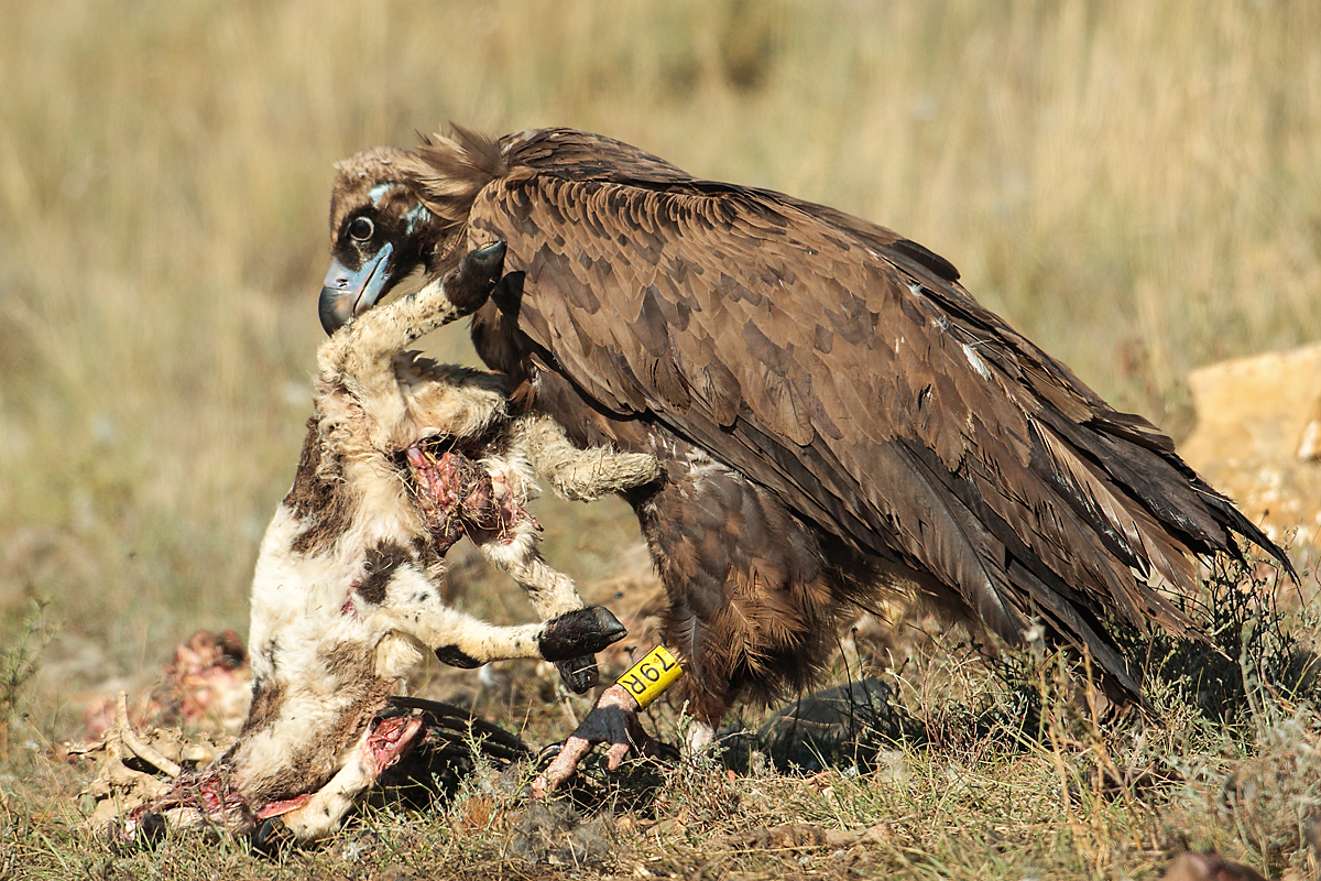 Nahrung, Aas, Mönchsgeier - Fokus-Natur.deFokus-Natur.de