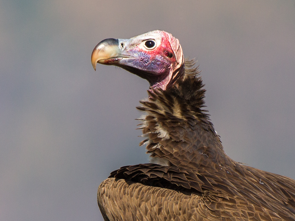 Ohrengeier, Aegypius tracheliotus, Torgos tracheliotus, Lappet-faced Vulture, Nubian Vulture, vögel, birds, greifvögel, Accipitriformes, raptors, geier, vulture