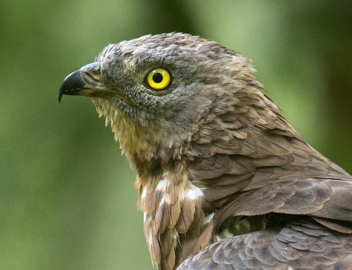 Accipitriformes; Honey Buzzard; Pernis apivorus; Wespenbussard, greifvögel