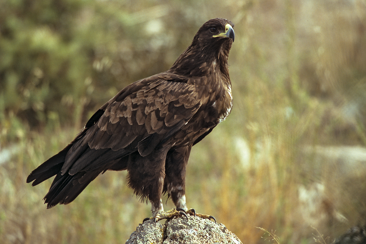 Schelladler, Aquila clanga, Spotted Eagle, vögel, birds, greifvögel, Accipitriformes, raptors, adler, eagle