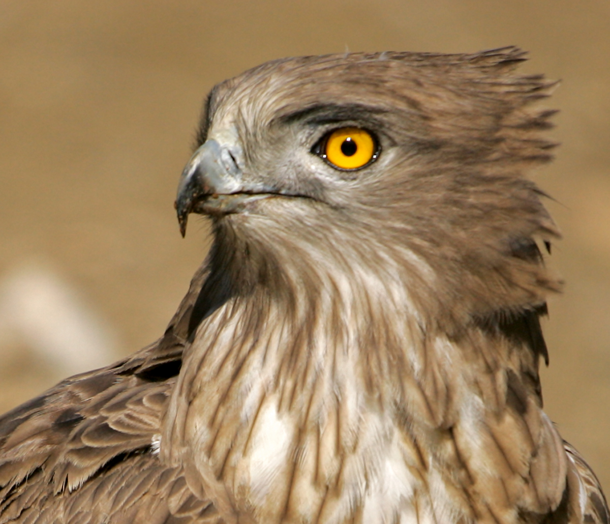 Schlangenadler, Circaetus gallicus, Short-toed Eagle, vögel, birds, greifvögel, Accipitriformes, raptors, adler, eagle