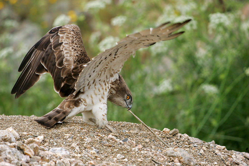 Schlangenadler, Circaetus gallicus, Short-toed Eagle, vögel, birds, greifvögel, Accipitriformes, raptors, adler, eagle, jagd, beute, schlange