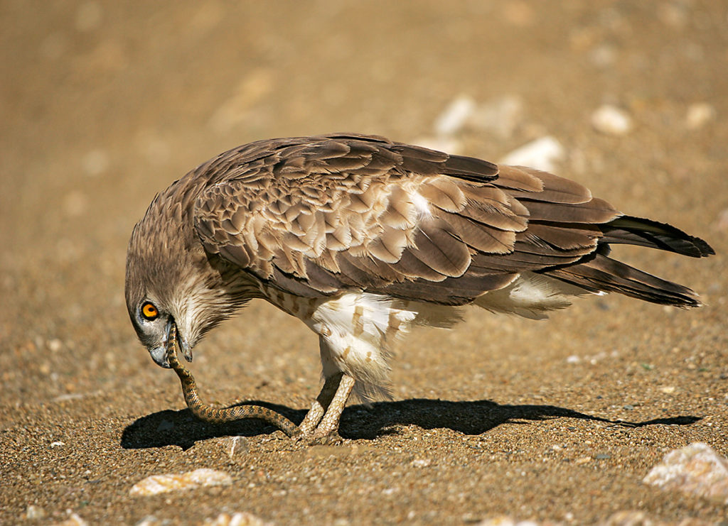 Schlangenadler, Circaetus gallicus, Short-toed Eagle, vögel, birds, greifvögel, Accipitriformes, raptors, adler, eagle, jagd, beute, schlange