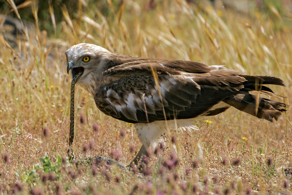 Schlangenadler, Circaetus gallicus, Short-toed Eagle, vögel, birds, greifvögel, Accipitriformes, raptors, adler, eagle, jagd, beute, schlange