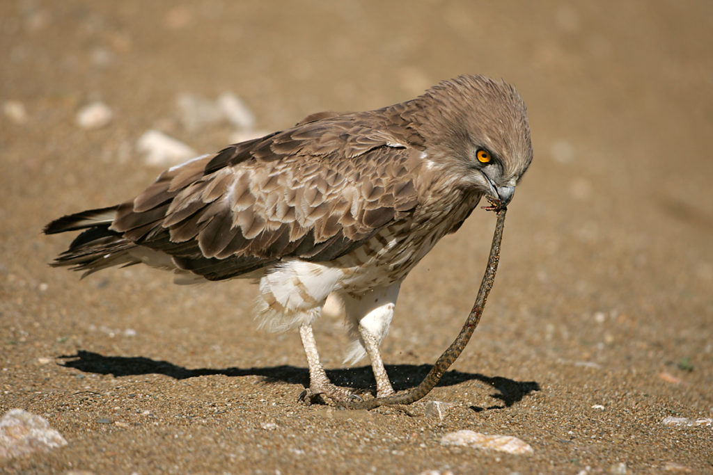 Schlangenadler, Circaetus gallicus, Short-toed Eagle, vögel, birds, greifvögel, Accipitriformes, raptors, adler, eagle, jagd, beute, schlange