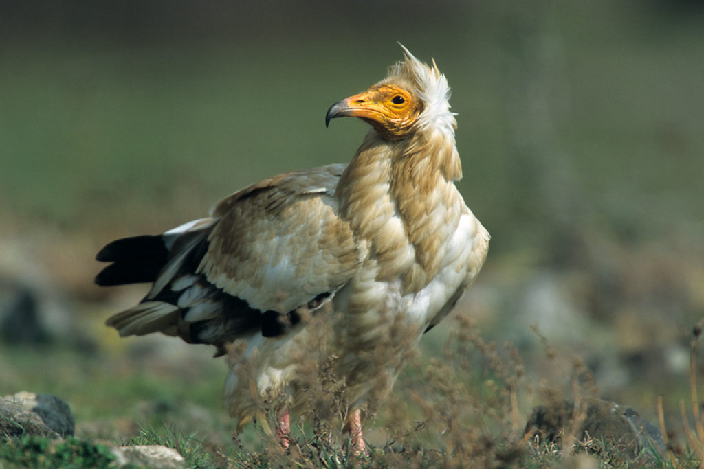 Schmutzgeier, Altvogel