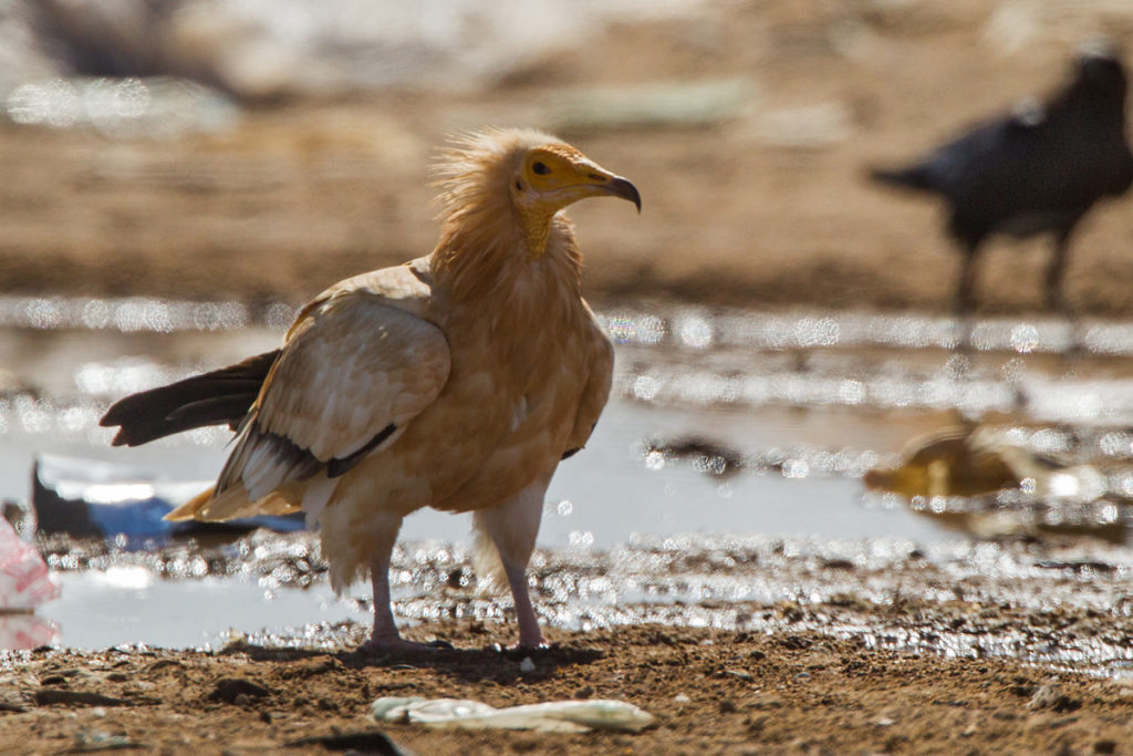 Schmutzgeier, Altvogel, Farbbad