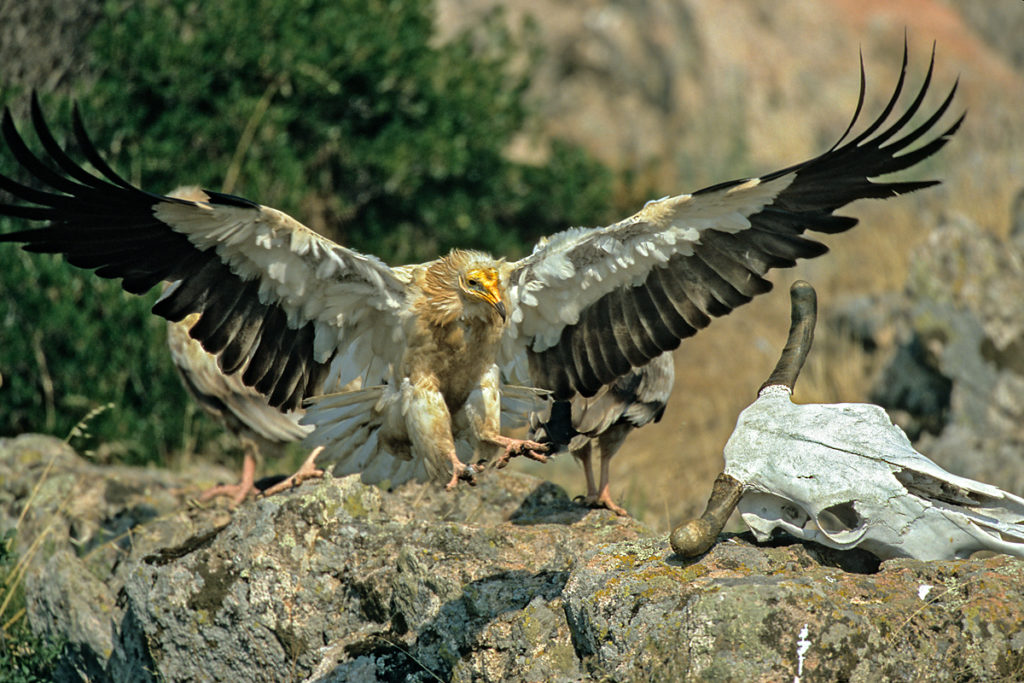 Schmutzgeier, Altvogel, knochen