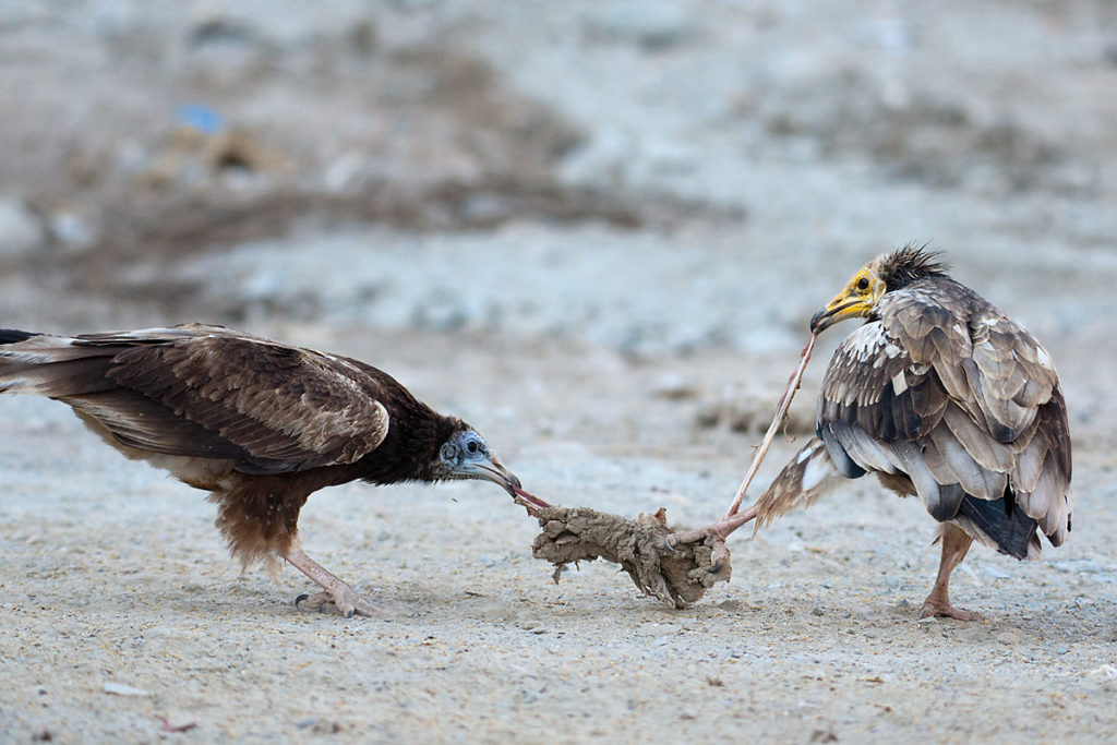 Schmutzgeier, Nahrung, Jungvogel