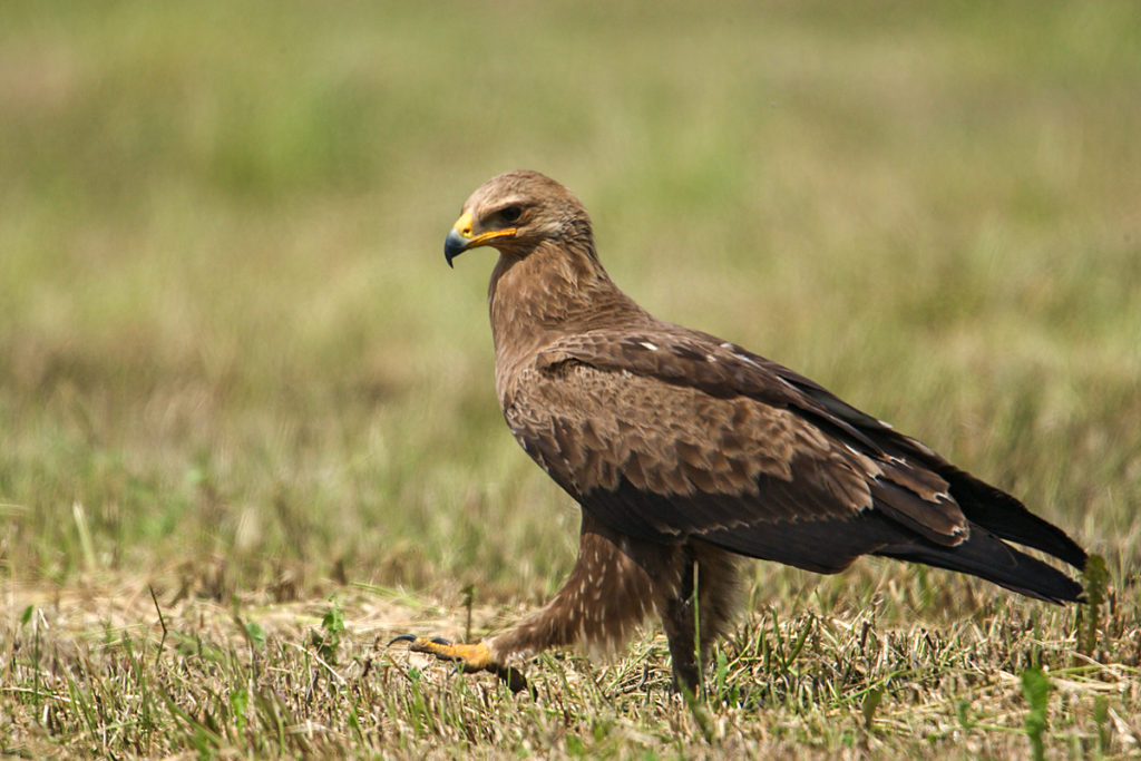 Schreiadler, Aquila pomarina, Lesser Spotted Eagle, vögel, birds, greifvögel, Accipitriformes, raptors, adler, eagle, jagd, beutefang