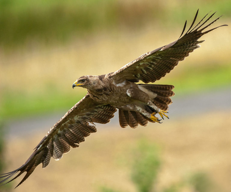 Der Schreiadler FokusNatur.de