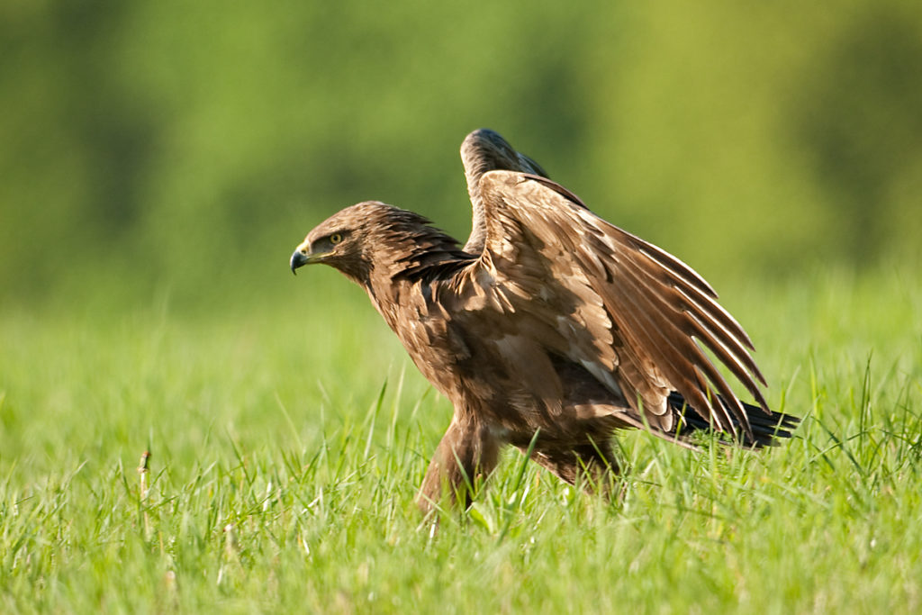 Schreiadler, Aquila pomarina, Lesser Spotted Eagle, vögel, birds, greifvögel, Accipitriformes, raptors, adler, eagle, jagd, beutefang