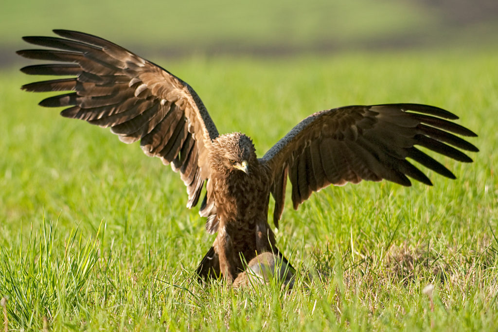 Schreiadler, Aquila pomarina, Lesser Spotted Eagle, vögel, birds, greifvögel, Accipitriformes, raptors, adler, eagle, jagd, beutefang