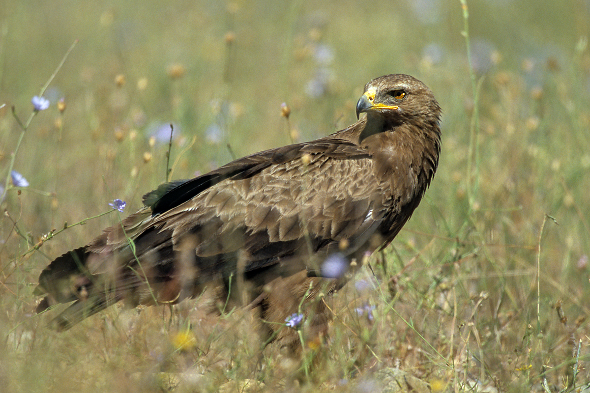 Schreiadler, Aquila pomarina, Lesser Spotted Eagle, vögel, birds, greifvögel, Accipitriformes, raptors, adler, eagle