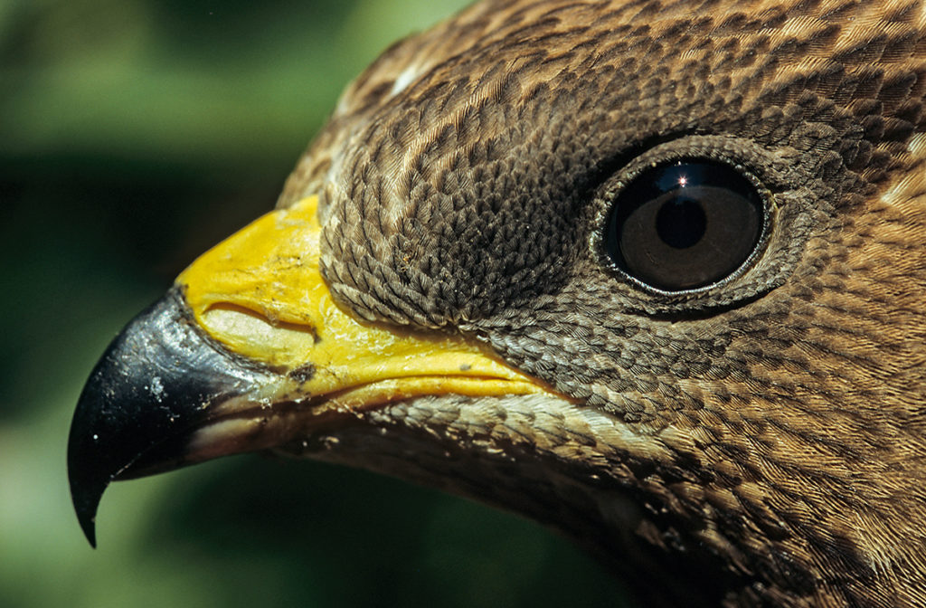 Accipitriformes; Honey Buzzard; Pernis apivorus; Wespenbussard, Auge, Schnabel