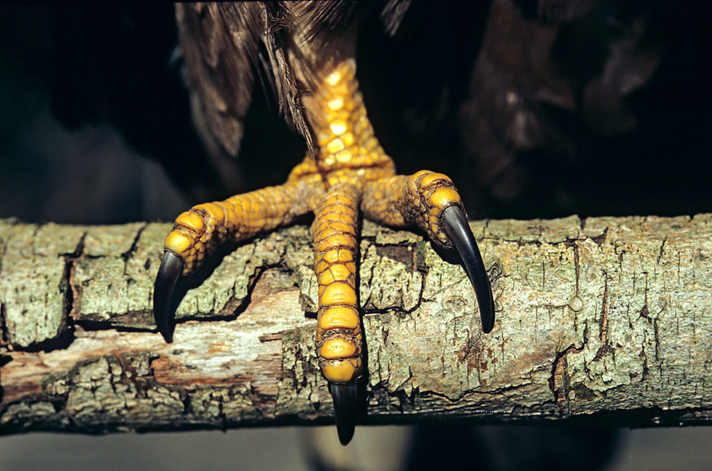 Accipitriformes; Honey Buzzard; Pernis apivorus; Wespenbussard, fuß, ständer