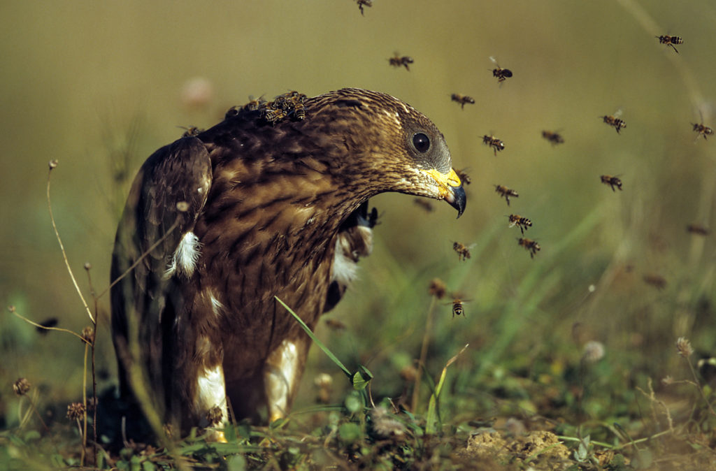 Accipitriformes; Honey Buzzard; Pernis apivorus; Wespenbussard, wespennest