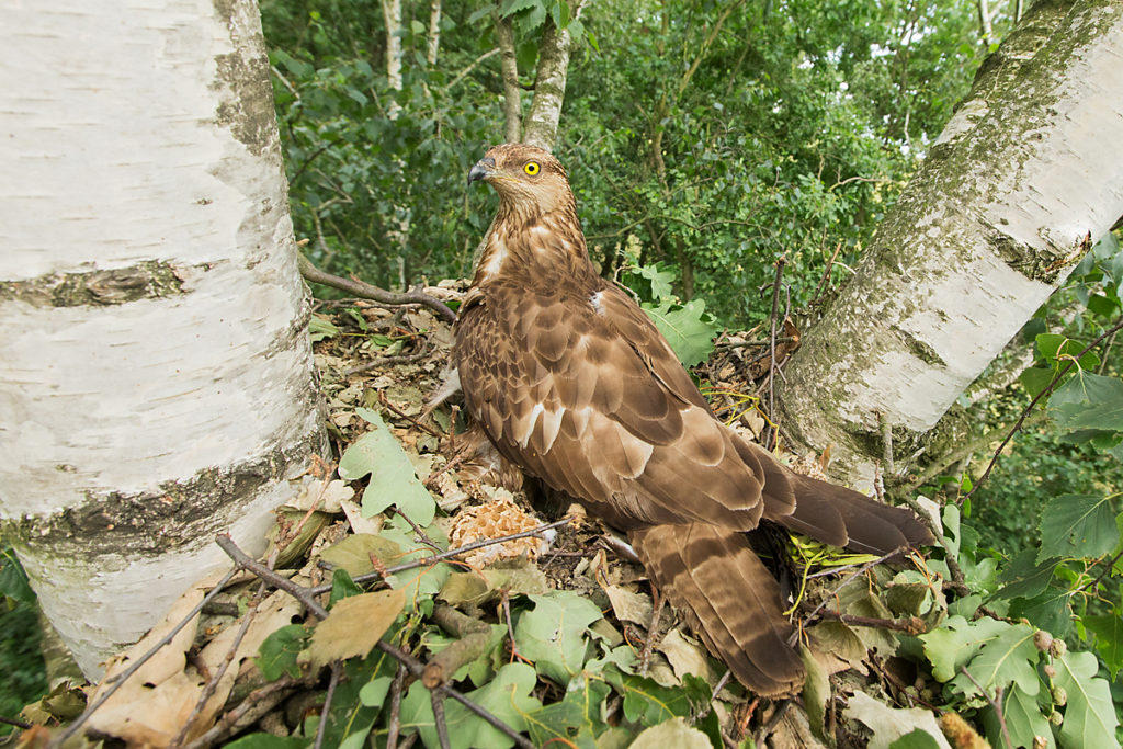 Honey Buzzard; Pernis apivorus; Wespenbussard, nest, horst, altvogel, weibchen, brut