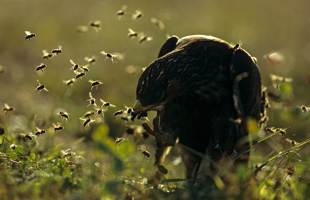 Accipitriformes; Honey Buzzard; Pernis apivorus; Wespenbussard, wespennest