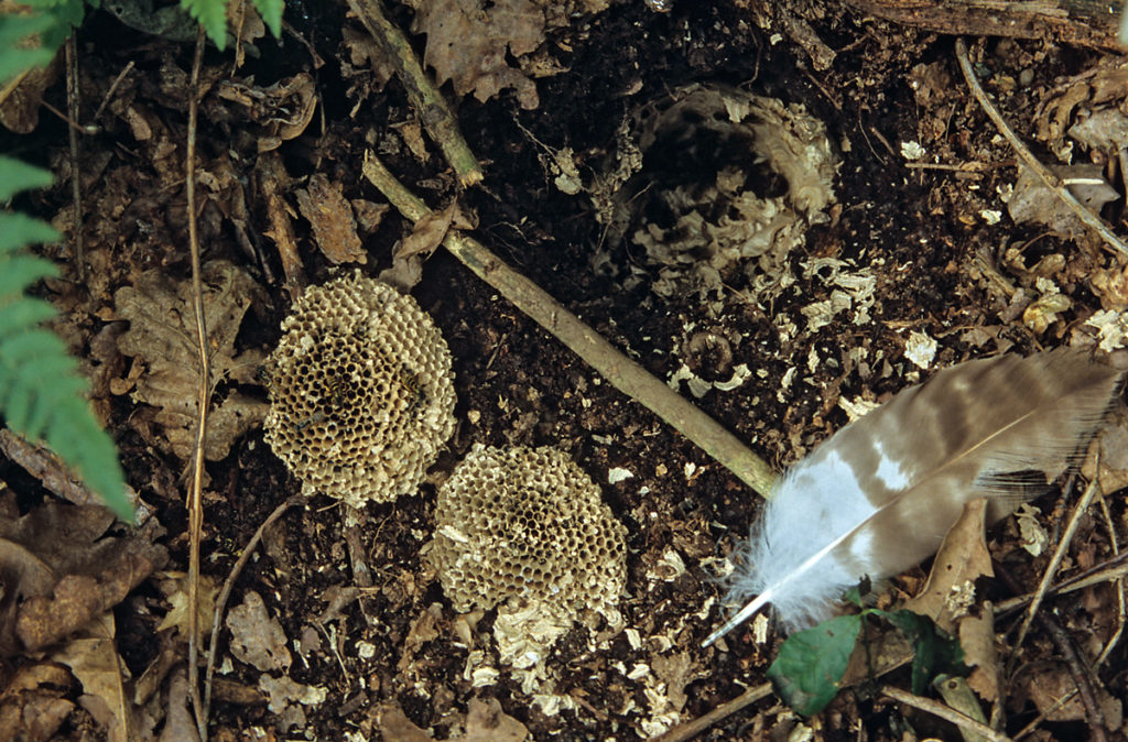 Accipitriformes; Honey Buzzard; Pernis apivorus; Wespenbussard