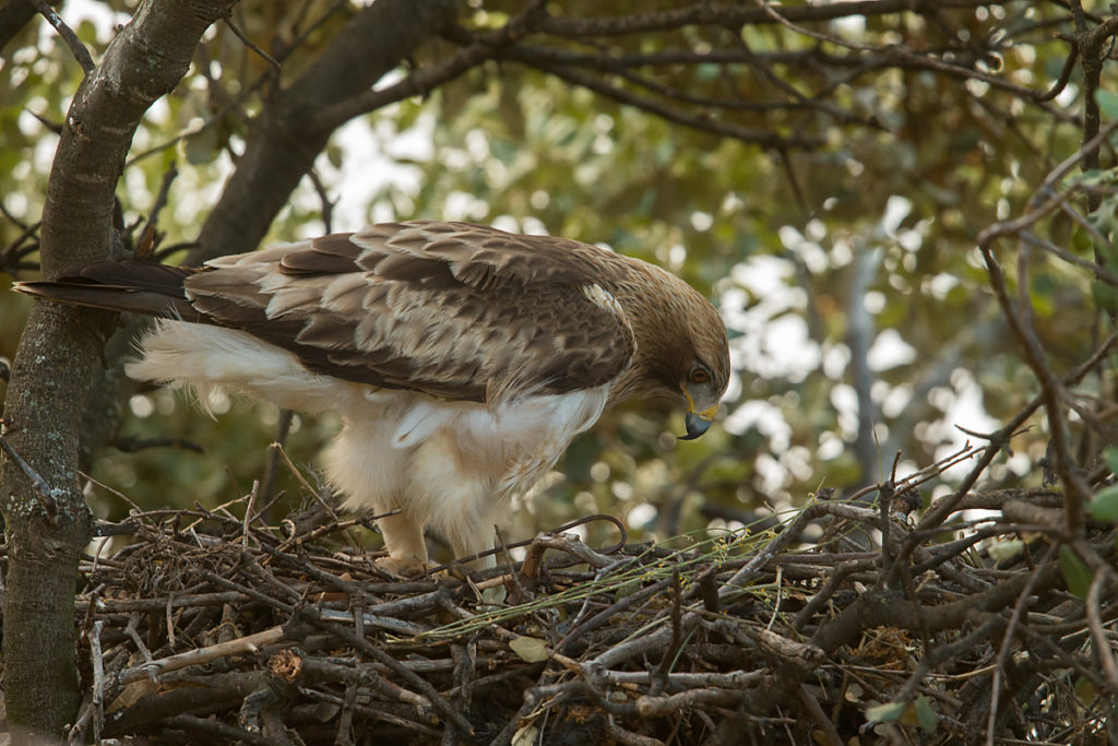 Zwergadler, Aquila pennata, Hieraaetus pennatus, Booted Eagle, greifvögel, Accipitriformes, raptors, vögel, birds, adler, eagle, nest, horst, altvogel