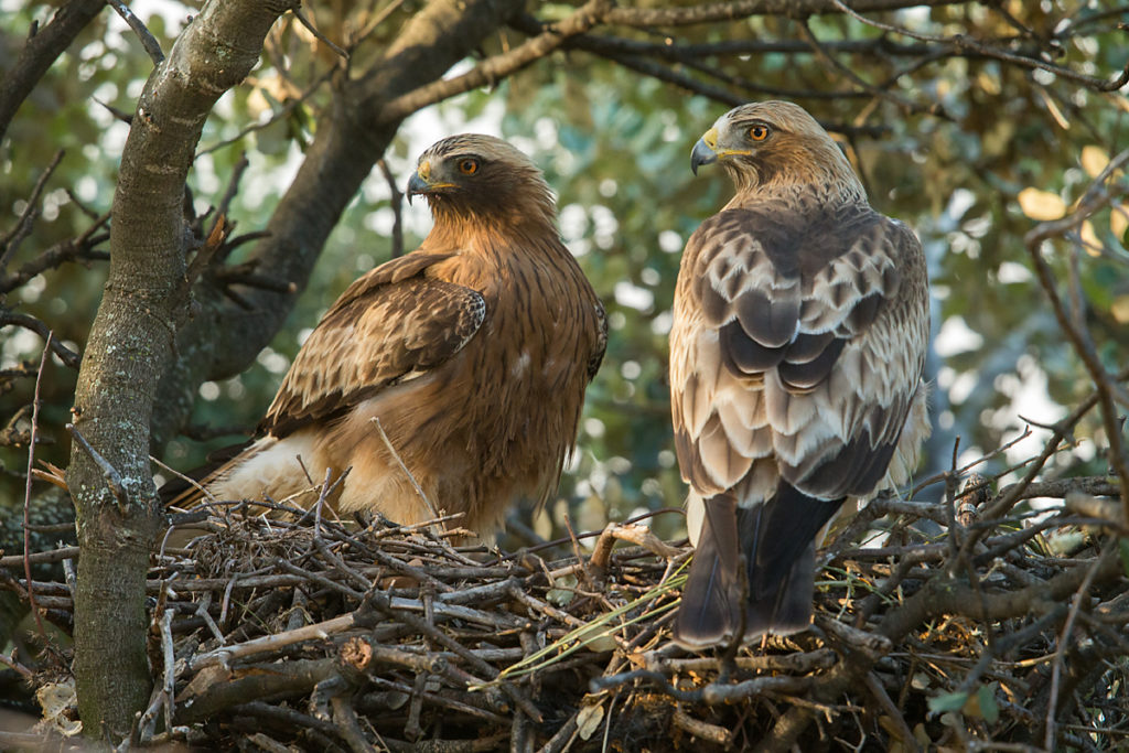 Zwergadler, Aquila pennata, Hieraaetus pennatus, Booted Eagle, greifvögel, Accipitriformes, raptors, vögel, birds, adler, eagle, nest, horst, paar