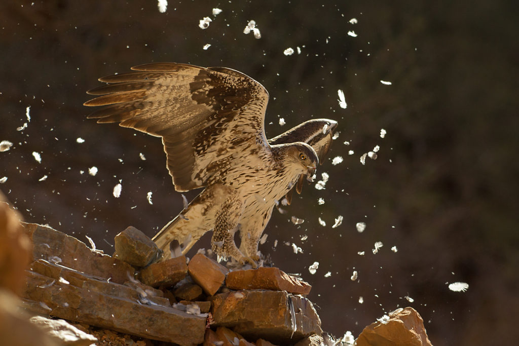 Habichtsadler, Aquila fasciata, Bonelli`s Eagle, vögel, birds, greifvögel, Accipitriformes, raptors, adler, eagle, jadg, beute