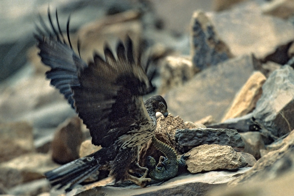 Habichtsadler, Aquila fasciata, Bonelli`s Eagle, vögel, birds, greifvögel, Accipitriformes, raptors, adler, eagle, jadg, beute