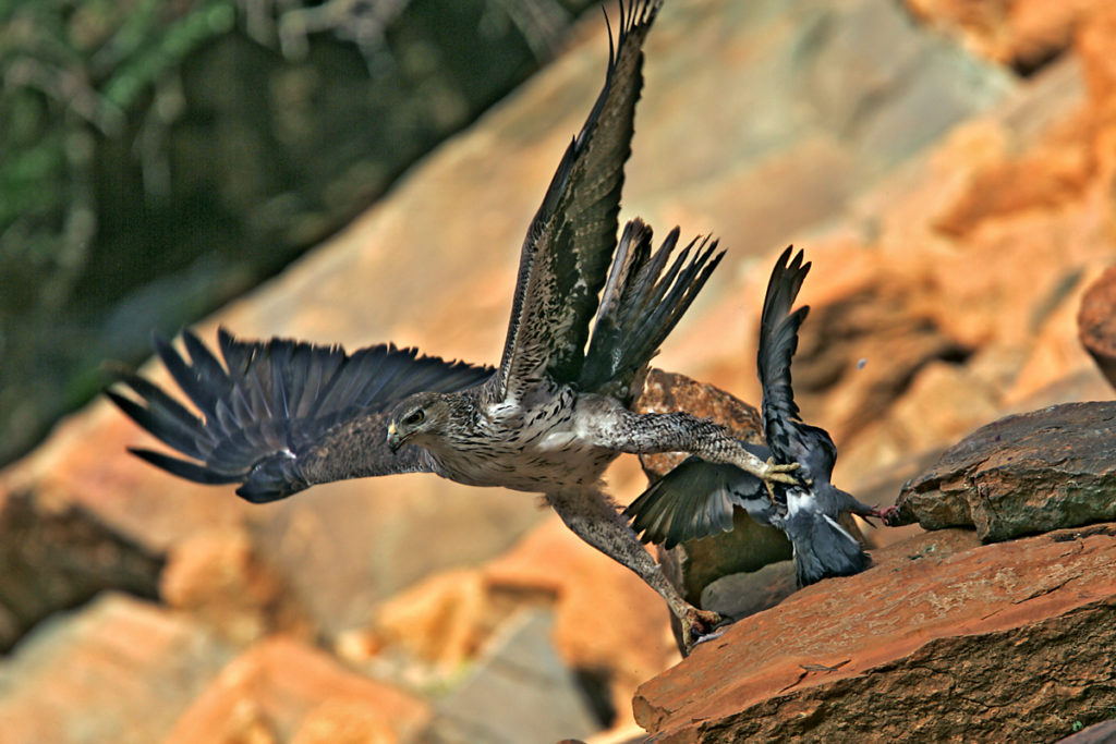 Habichtsadler, Aquila fasciata, Bonelli`s Eagle, vögel, birds, greifvögel, Accipitriformes, raptors, adler, eagle, jadg, beute