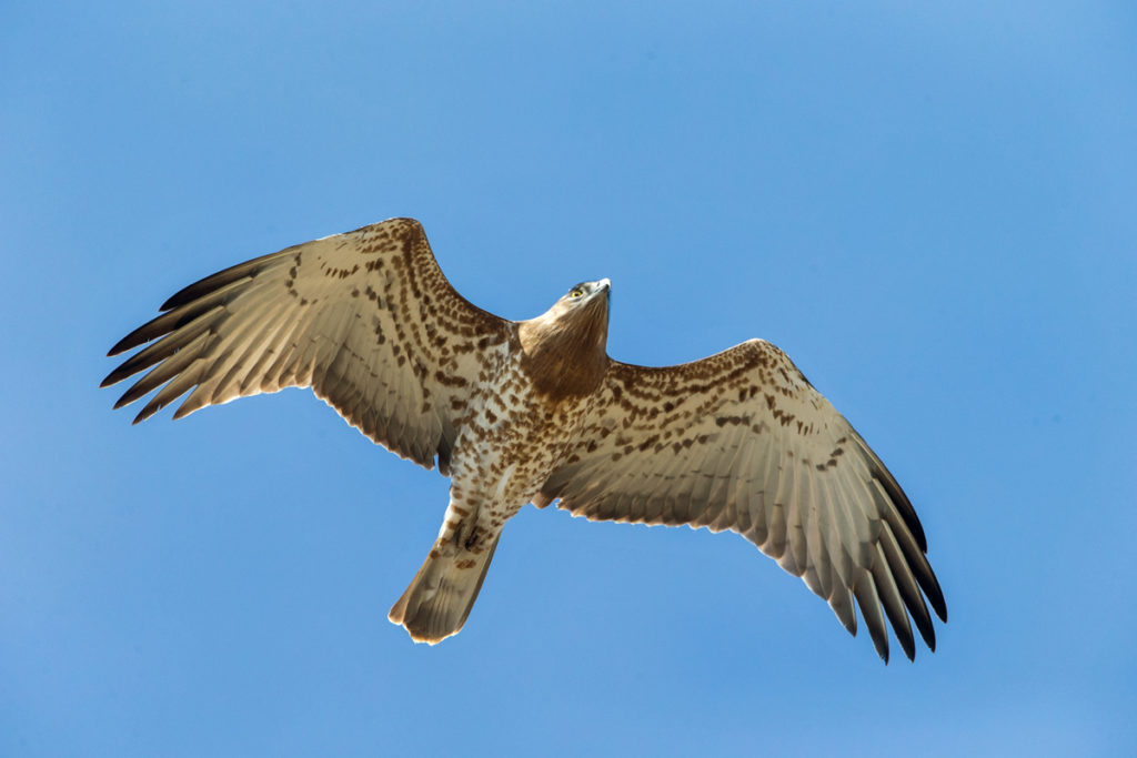 Schlangenadler, Circaetus gallicus, Short-toed Eagle, vögel, birds, greifvögel, Accipitriformes, raptors, adler, eagle, flug, fliegend