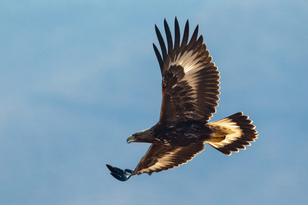 Steinadler, Aquila chrysaetos, Golden Eagle, vögel, birds, greifvögel, Accipitriformes, raptors, adler, eagle, flug