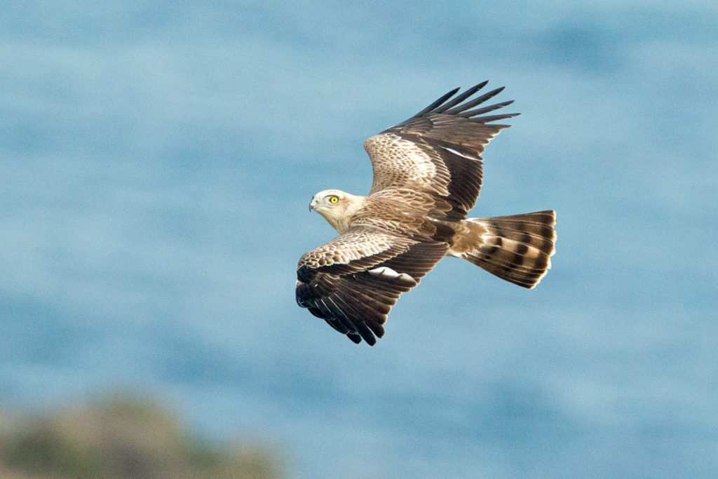 Schlangenadler, Circaetus gallicus, Short-toed Eagle, vögel, birds, greifvögel, Accipitriformes, raptors, adler, eagle, flug, fliegend