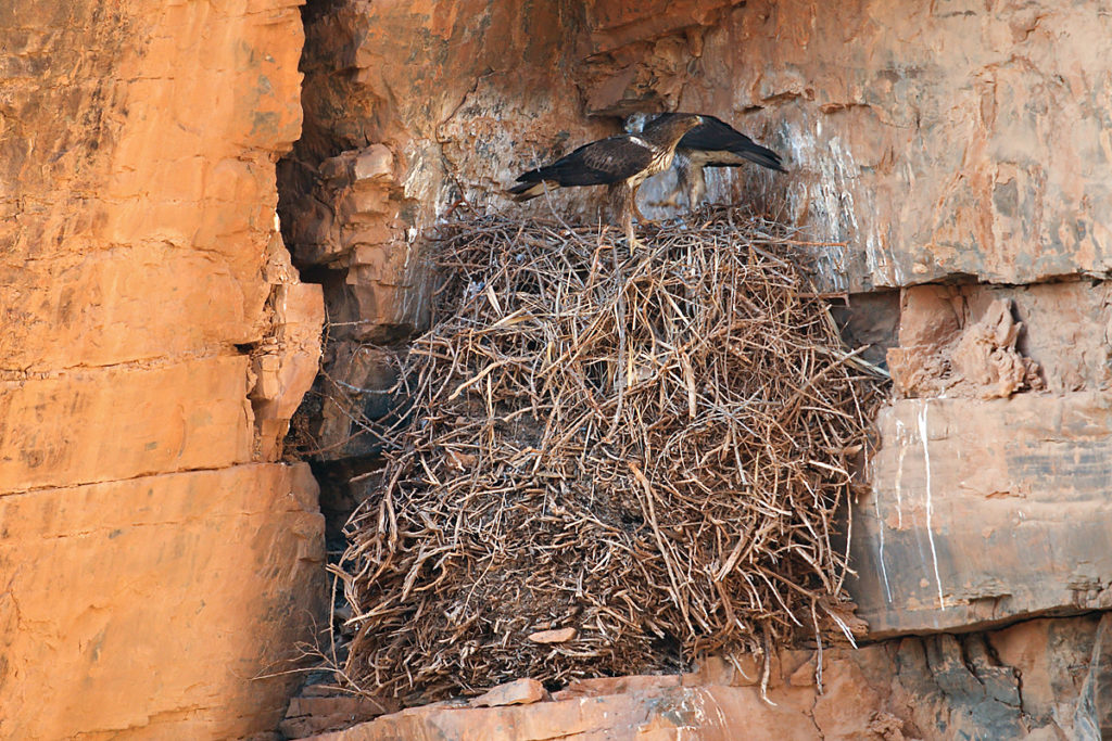 Habichtsadler, Aquila fasciata, Bonelli`s Eagle, vögel, birds, greifvögel, Accipitriformes, raptors, adler, eagle, nest, horst