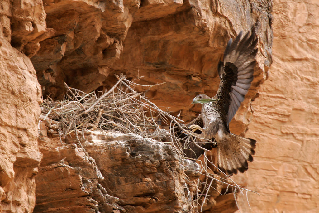 Habichtsadler, Aquila fasciata, Bonelli`s Eagle, vögel, birds, greifvögel, Accipitriformes, raptors, adler, eagle, nest, horst