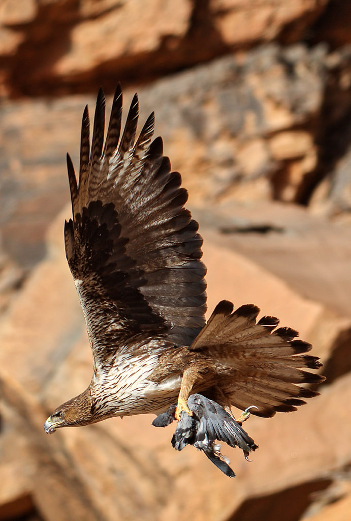 Habichtsadler, Aquila fasciata, Bonelli`s Eagle, vögel, birds, greifvögel, Accipitriformes, raptors, adler, eagle