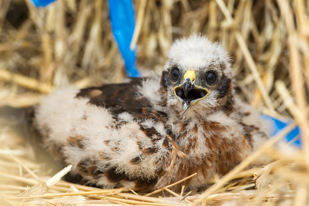 Wiesenweihe, Circus pygargus, Montagu`s Harrier, greifvögel, Accipitriformes, raptors, vögel, birds, jungvogel