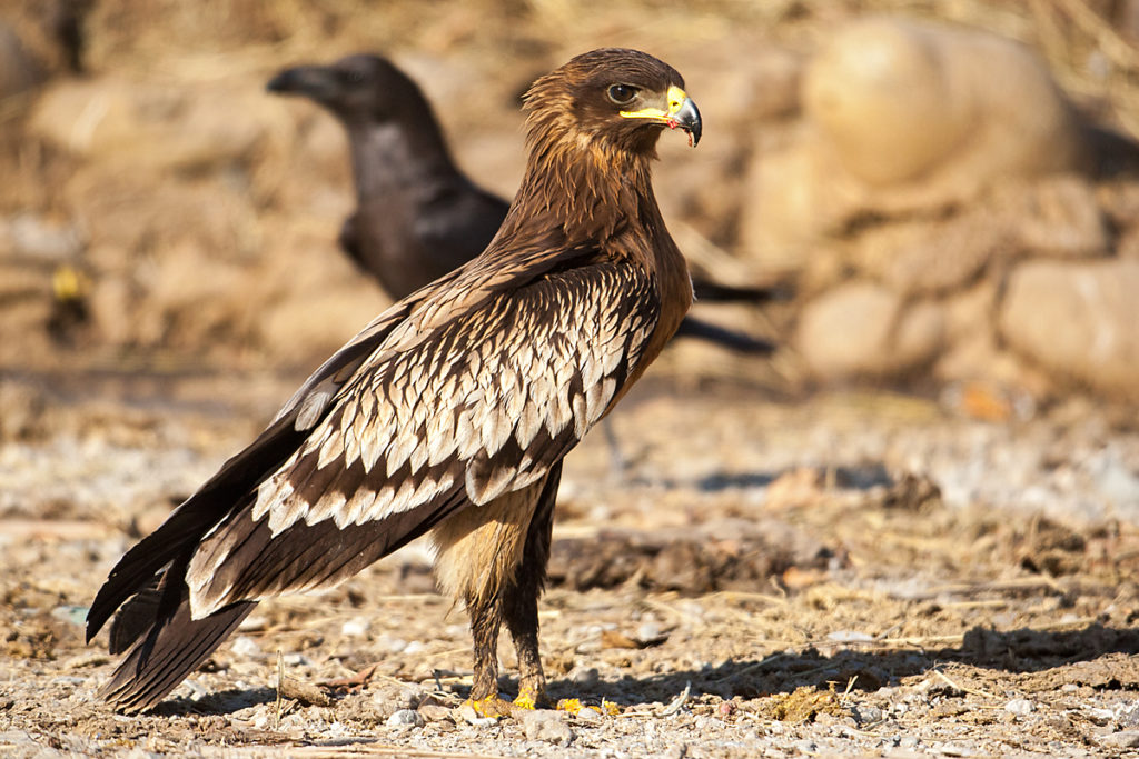 Schelladler, Aquila clanga, Spotted Eagle, vögel, birds, greifvögel, Accipitriformes, raptors, adler, eagle, jungvogel