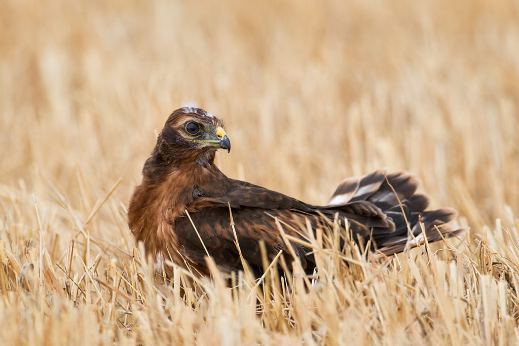 Wiesenweihe, Circus pygargus, Montagu`s Harrier, greifvögel, Accipitriformes, raptors, vögel, birds, jungvogel