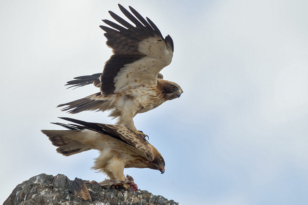 Zwergadler, Aquila pennata, Hieraaetus pennatus, Booted Eagle, greifvögel, Accipitriformes, raptors, vögel, birds, adler, eagle, kopula