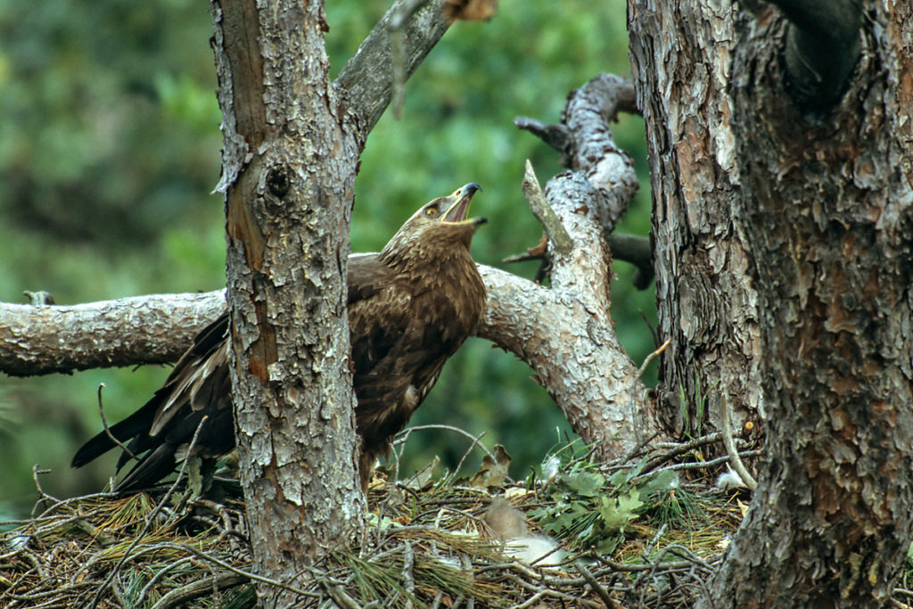 Schreiadler, Aquila pomarina, Lesser Spotted Eagle, vögel, birds, greifvögel, Accipitriformes, raptors, adler, eagle, nest, horst, altvogel, ruf