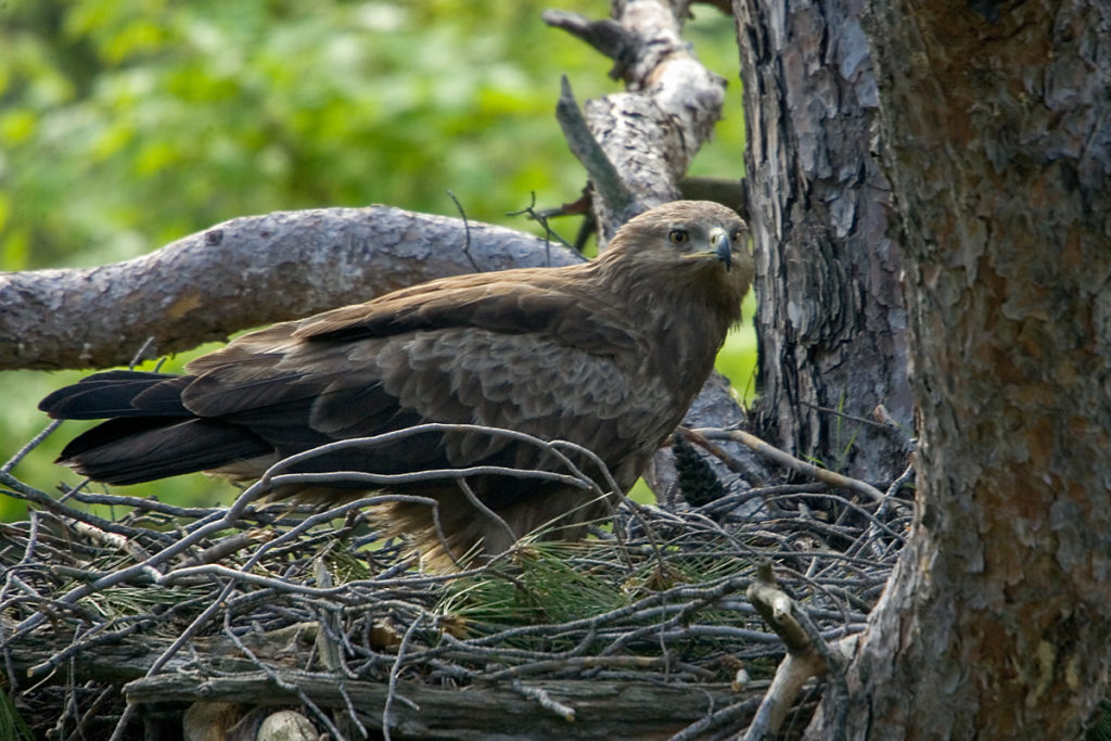 Schreiadler, Aquila pomarina, Lesser Spotted Eagle, vögel, birds, greifvögel, Accipitriformes, raptors, adler, eagle, nest, horst