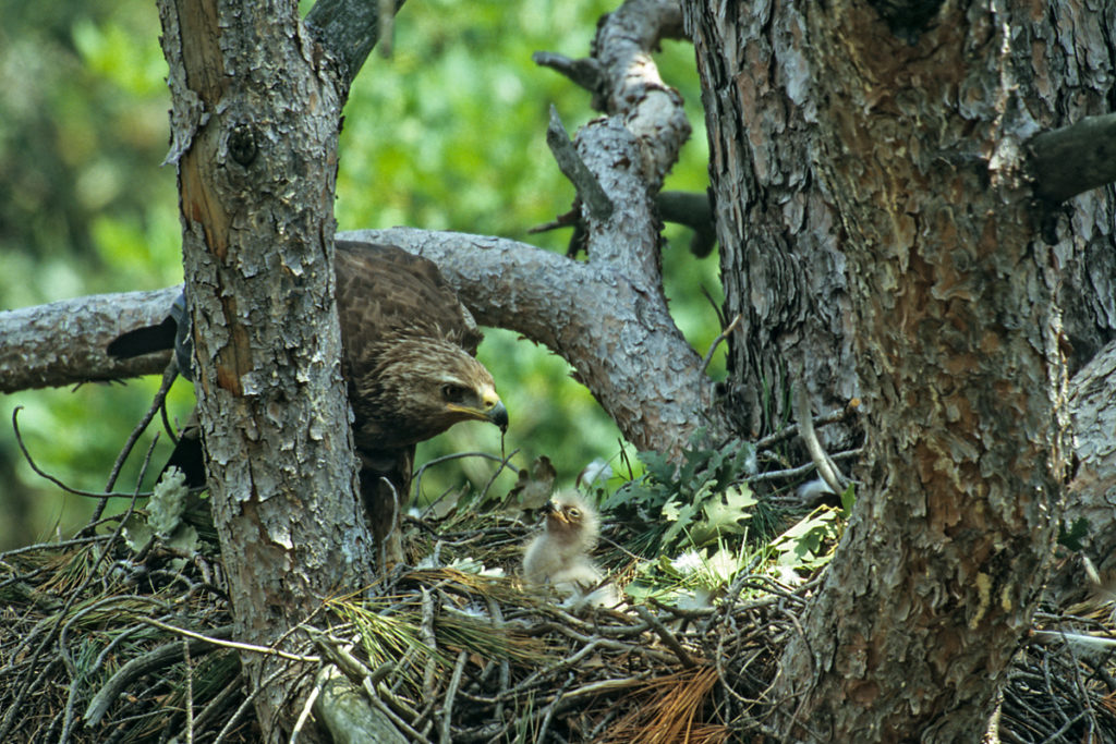 Schreiadler, Aquila pomarina, Lesser Spotted Eagle, vögel, birds, greifvögel, Accipitriformes, raptors, adler, eagle, nest, horst, jungvogel