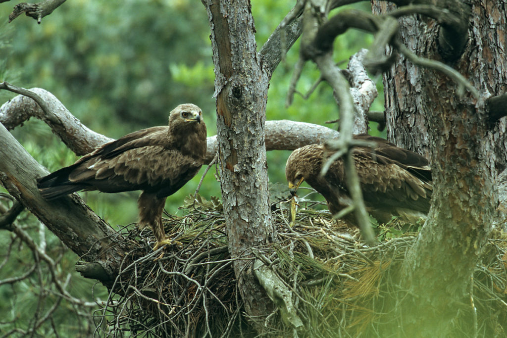 Schreiadler, Aquila pomarina, Lesser Spotted Eagle, vögel, birds, greifvögel, Accipitriformes, raptors, adler, eagle, nest, horst, altvögel, paar