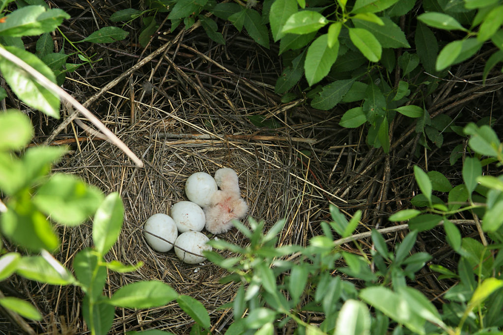 Wiesenweihe, Circus pygargus, Montagu`s Harrier, greifvögel, Accipitriformes, raptors, vögel, birds, jungvogel, juvenil, gelege, nest