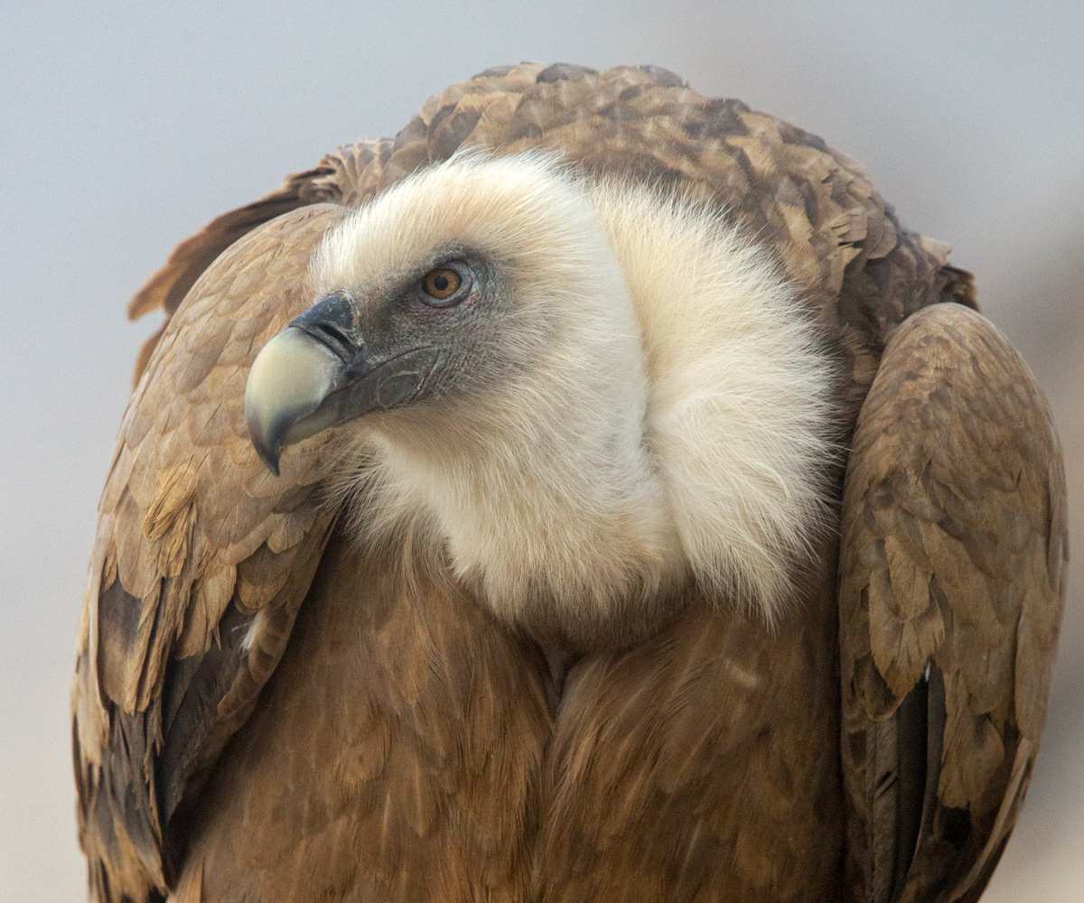 Gänsegeier, Gyps fulvus, Griffon Vulture, greifvögel; Accipitriformes; raptors; geier; vögel; birds; vulture