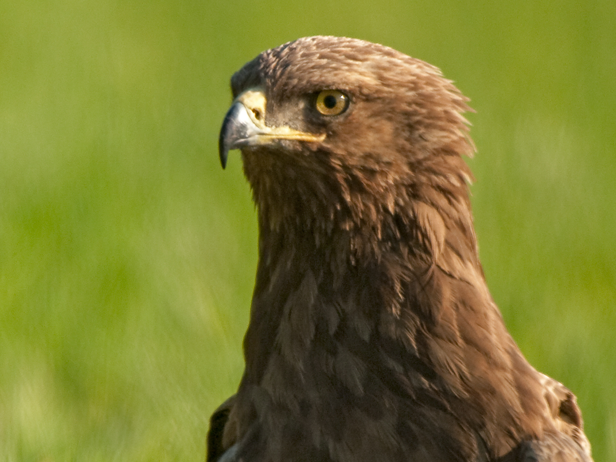 Schreiadler, Aquila pomarina, Lesser Spotted Eagle, vögel, birds, greifvögel, Accipitriformes, raptors, adler, eagle, porträt