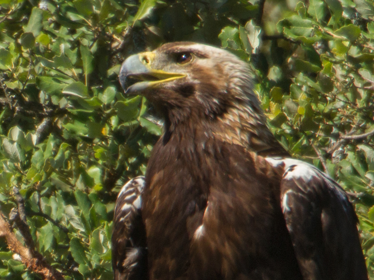 Spanischer Kaiseradler, Aquila adalberti, Spanish Imperial Eagle, Iberian Imperial Eagle, Adalbert's Eagle, greifvögel, Accipitriformes, raptors, vögel, birds