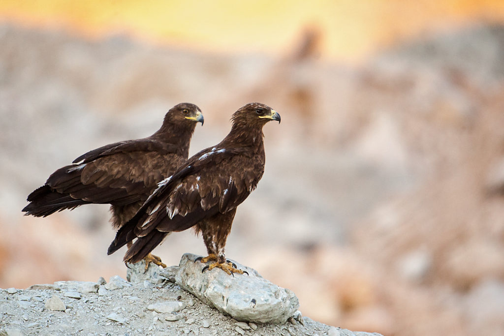 Schelladler, Aquila clanga, Spotted Eagle, vögel, birds, greifvögel, Accipitriformes, raptors, adler, eagle, altvögel