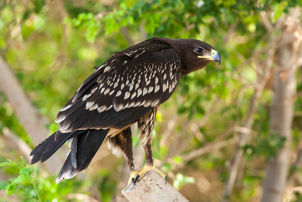 Schelladler, Aquila clanga, Spotted Eagle, vögel, birds, greifvögel, Accipitriformes, raptors, adler, eagle, juvenil